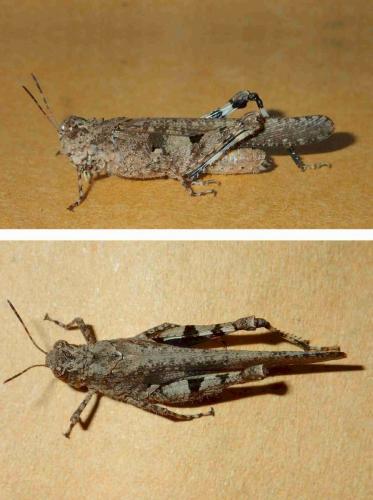 Réf. 230 164 : Trilophidia annulata